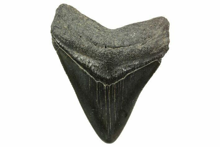 Serrated, Juvenile Megalodon Tooth - South Carolina #375963